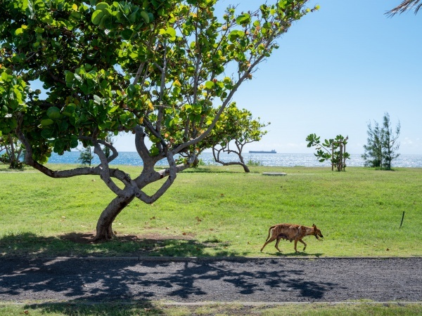 ROYAL BOURBON, Histoires de chiens à La Réunion Grande commande photographique photojournalistes BNF